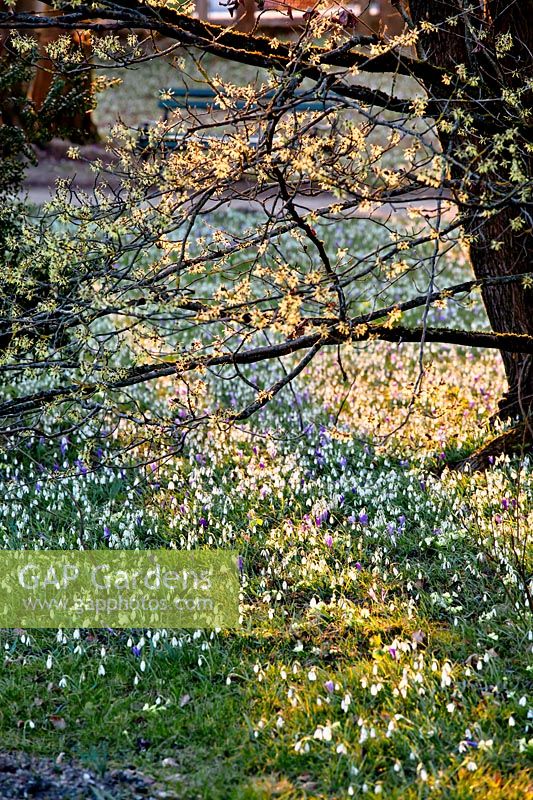 Woodland with snowdrops and crocus in late winter.