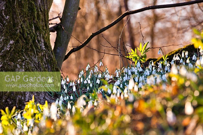 Galanthus - Snowdrops in woodland garden in late winter. 
