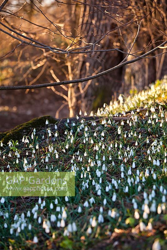 Galanthus - Snowdrops in woodland garden in late winter.