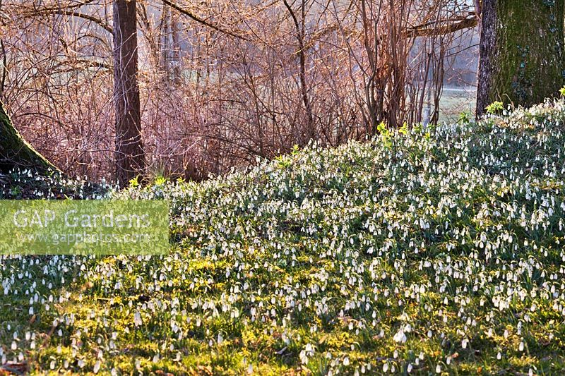Wild flower meadow with snowdrops in late winter.