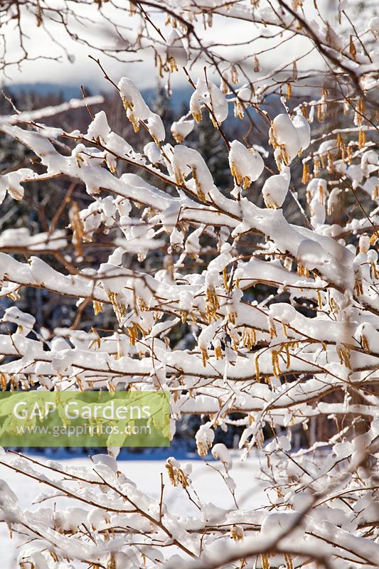 Corylus avellana - Common hazel covered with snow.