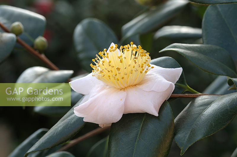 Camellia 'Tenju' Higo