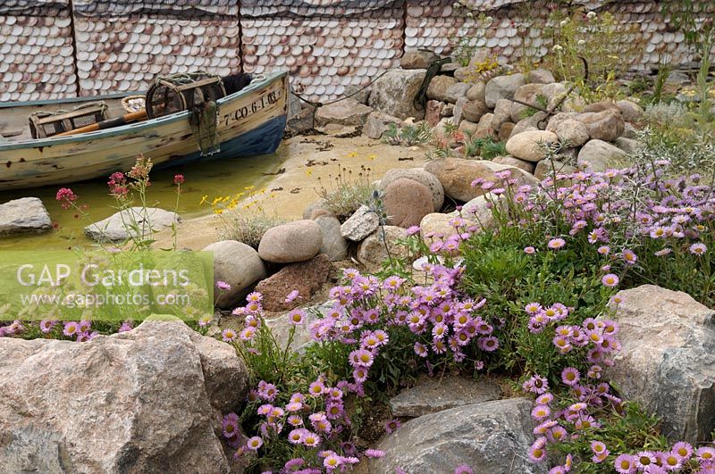Erigeron glaucus 'Sea Breeze' - Fleabane growing between rocks and boulders with rustic boat and shell cladding in the background - Rias de Galicia: A Garden at the End of the Earth, RHS Hampton Court Palace Flower Show, 2018. 