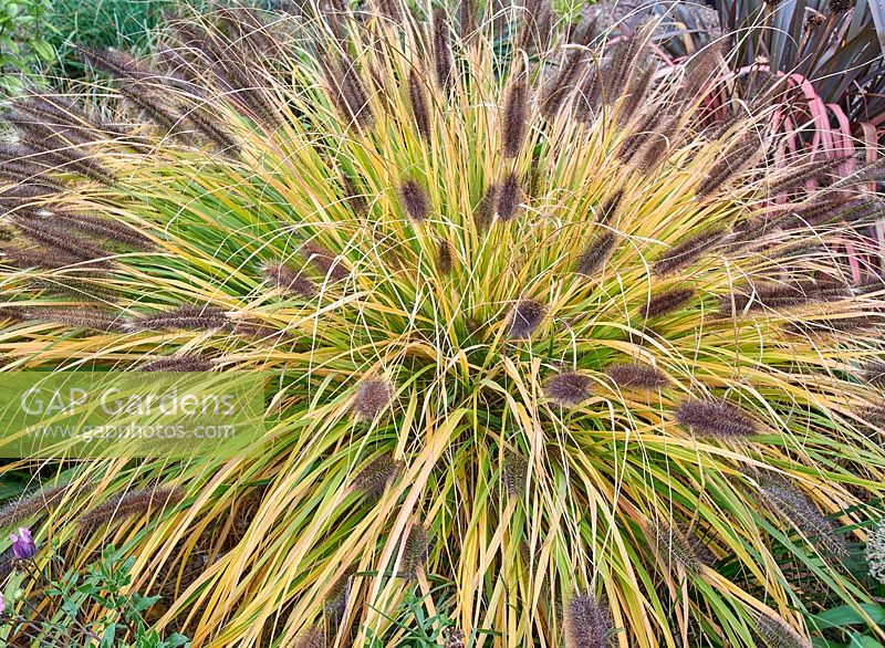 Pennisetum alopecuroides 'Black Beauty' - Chinese fountain grass 'Black Beauty'