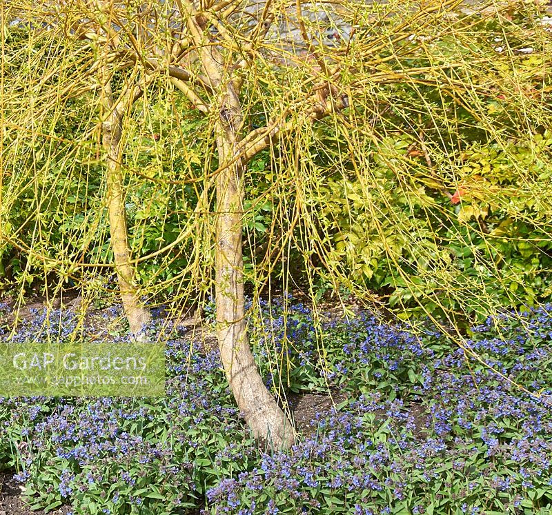 Salix x sepulcralis var. chrysocoma - Golden weeping willow underplanted with Pulmonaria 'Blue Ensign'. 