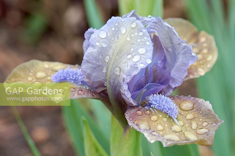 Iris 'Hocus Pocus' - Bearded Iris 'Hocus Pocus'