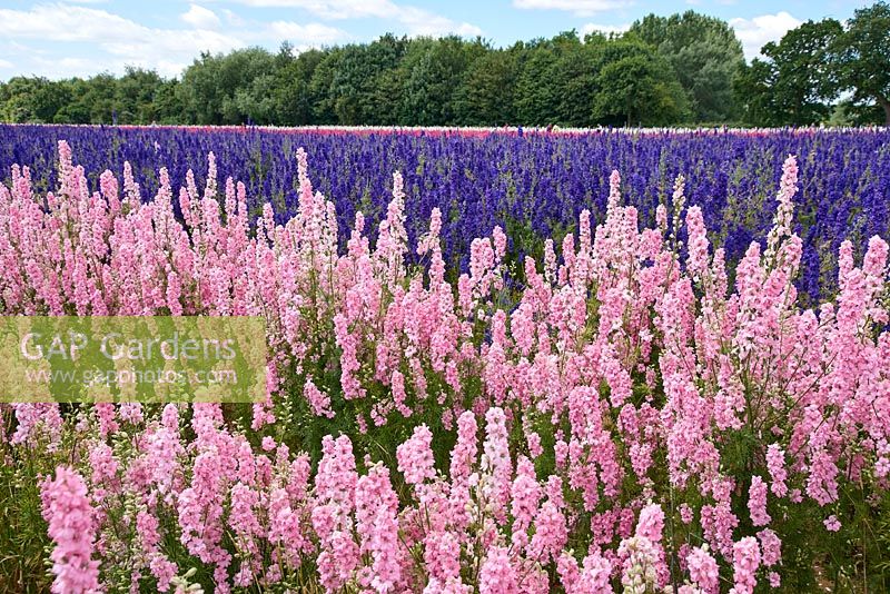 Delphiniums grown for natural confetti at The Confetti Fields near Pershore in Worcestershire, UK. 
