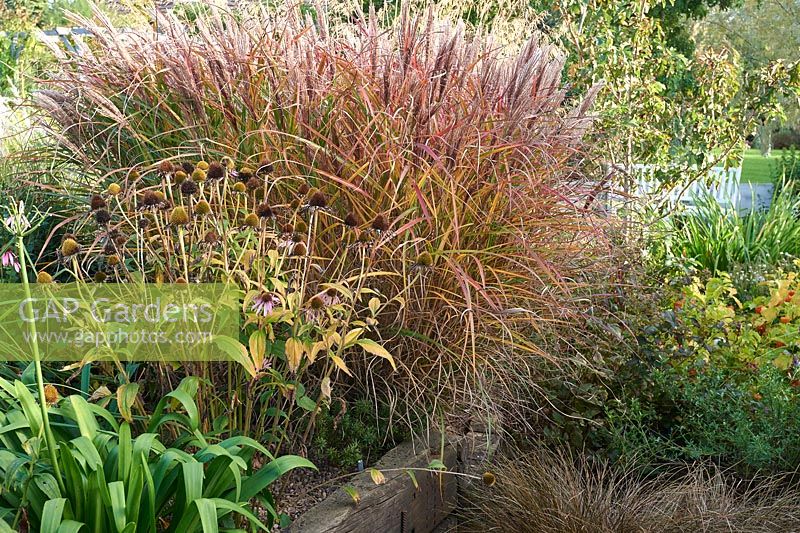 Miscanthus sinensis 'Dreadlocks' with Coneflowers in border. 