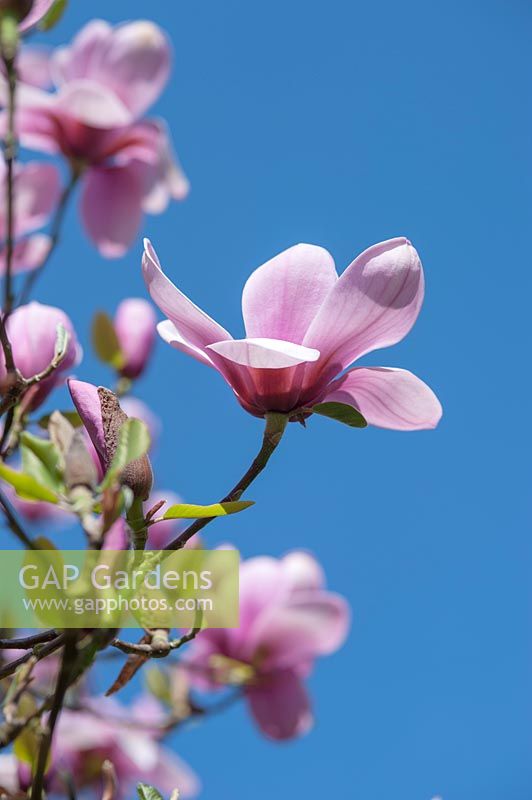 Magnolia 'Serene'