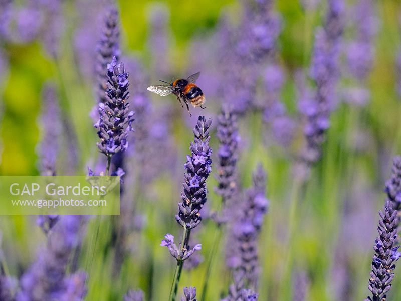 Bombus hortorum - Garden bumble bee feeding on Lavandula - Lavender. 