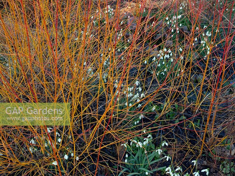 View through Cornus sanguinea 'Midwinter Fire' - Dogwood - to Galanthus nivalis - Snowdrop