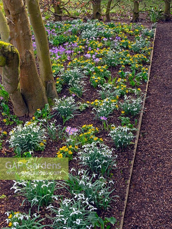 Mass of Crocus, Galanthus and Eranthis hyemalis - Winter Aconite in early spring garden. 