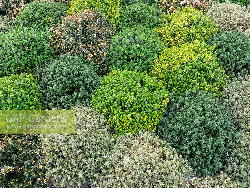 Thymus - Different varieties of Thyme, including silver, variegated and golden 