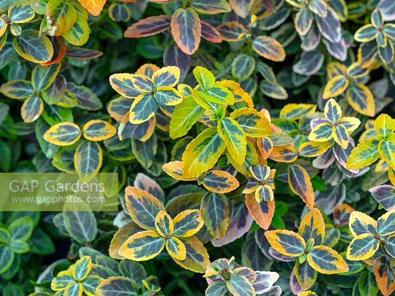 Euonymus fortunei 'Emerald 'n Gold' - Spindle 