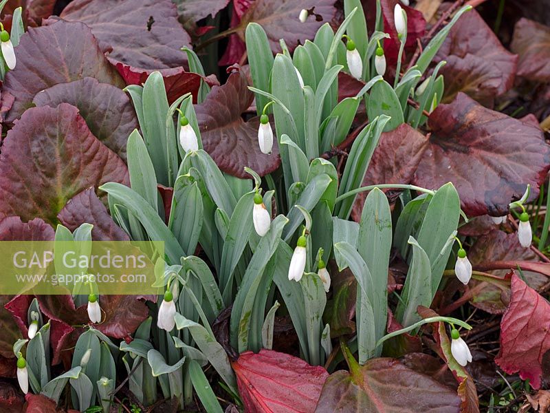 Galanthus 'Marjorie Brown' - Snowdrops growing with Bergenia 'Overture' - Elephants Ear