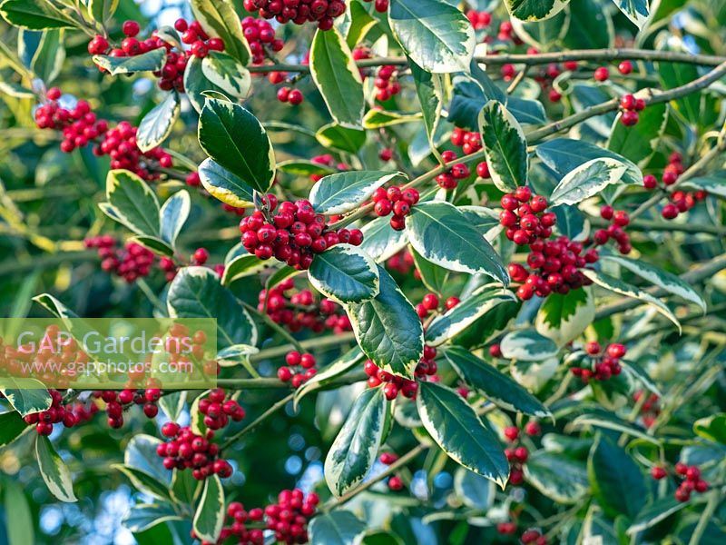 Ilex aquifolium 'Madame Briot' - Holly - berries and foliage 