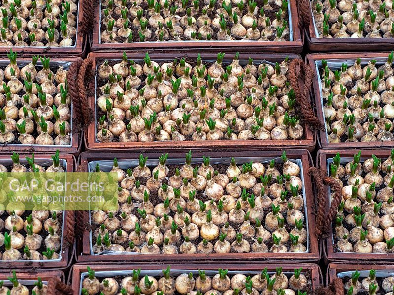 Muscari aucheri 'Ocean Magic' - Grape Hyacinth -  bulbs growing in presentation containers garden nursery 
