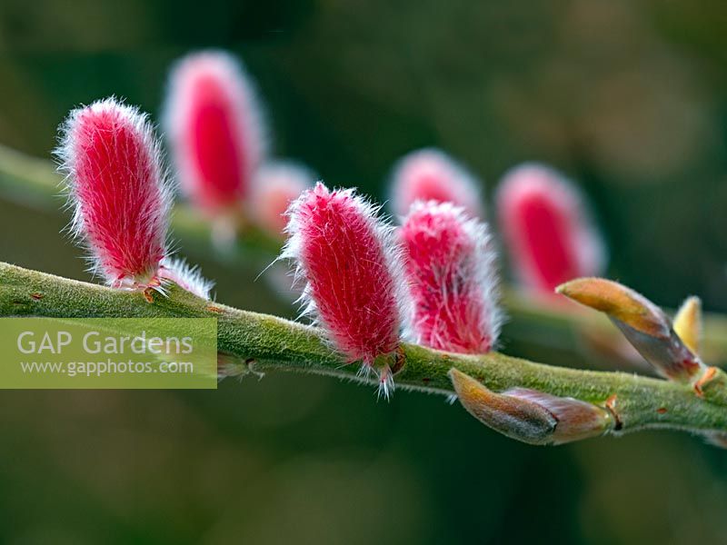 Salix gracilistyla 'Mount Aso' - Pussy Willow - catkins 