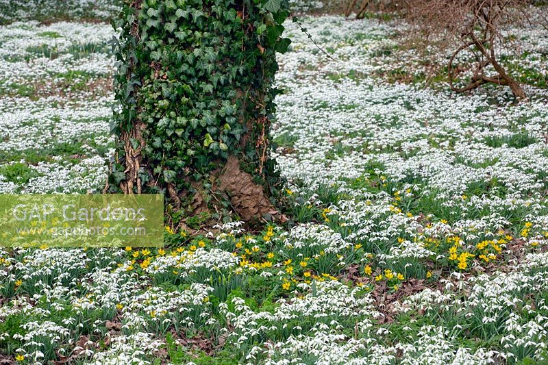 Carpet of Galanthus nivalis snowdrops and winter aconites under trees at Walsingham Abbey Norfolk
