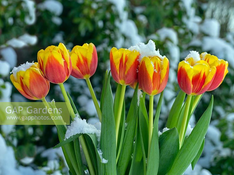 Tulipa 'Triple A' - Tulip - in snow 