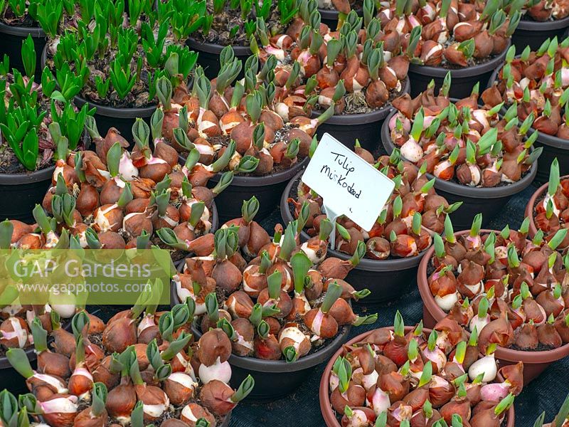 Tulipa greigii 'Miskodeed' bulbs for sale in garden centre 