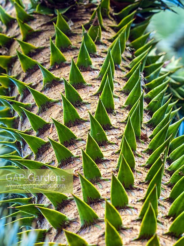 Araucaria araucana - Chile Pine 