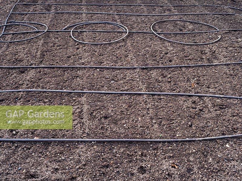 Automatic irrigation pipes in vegetable garden at East Ruston Old Vicarage, Norfolk, UK. 