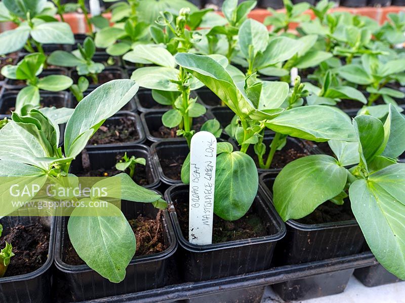 Young Broad Bean 'Masterpiece Green Longpod' plants 