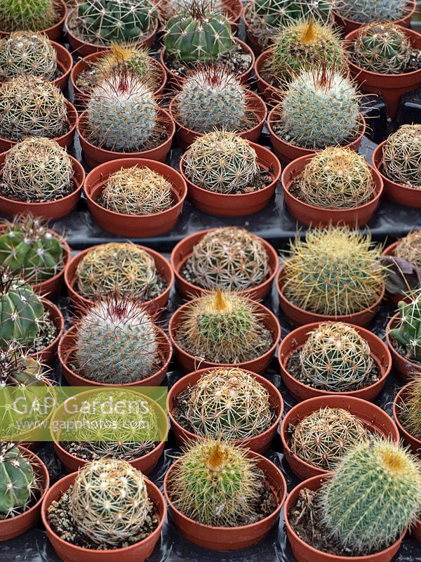 Cactus plants in plastic pots for sale in a garden nursery 