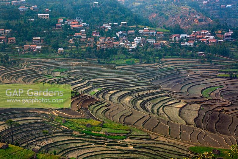 Cultivation terraces at Balthali village 40 kilometres from Kathmandu Nepal
