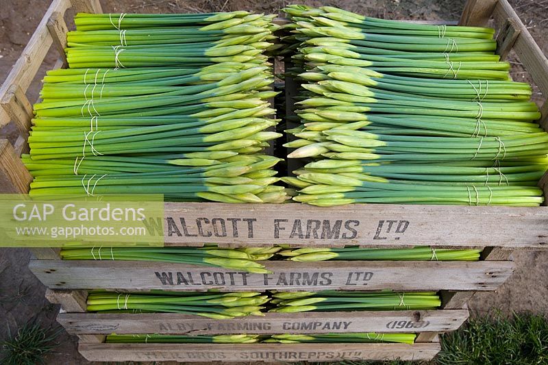 Commercial cut daffodils in stacked wooden crates on Norfolk coastal farm 