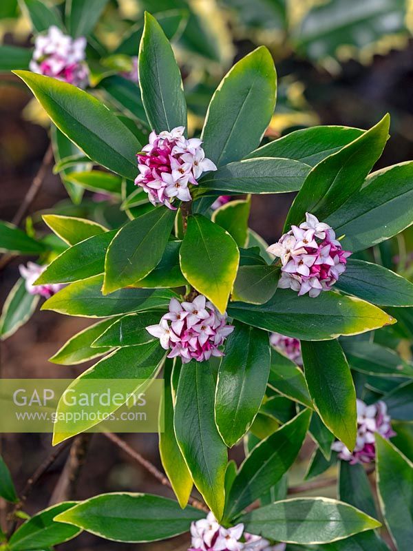 Daphne odora 'Aureomarginata' - Winter Daphne flowering in early March.  