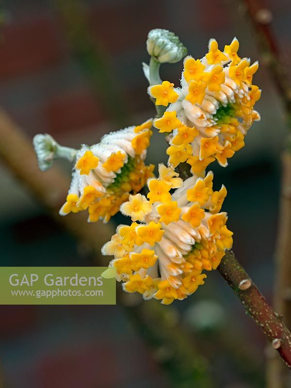 Edgeworthia chrysantha - paperbush  