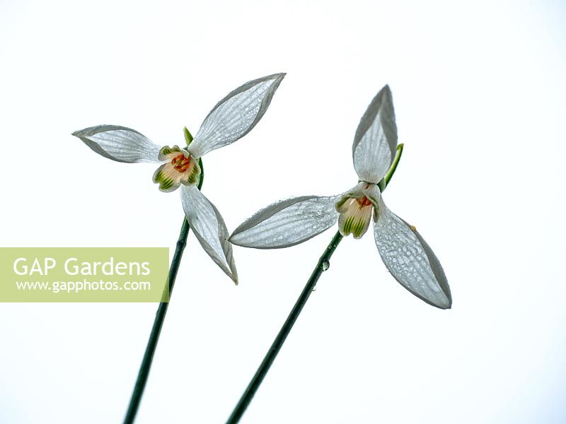 Galanthus woronowii - Snowdrop 
