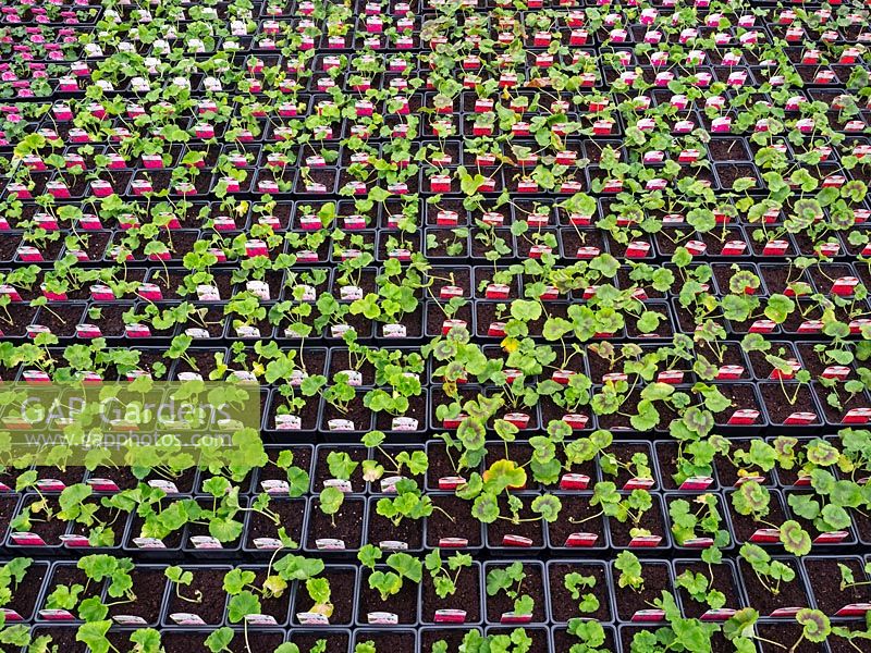 Pelargonium  - Geranium plug plants under glass in garden nursery. 