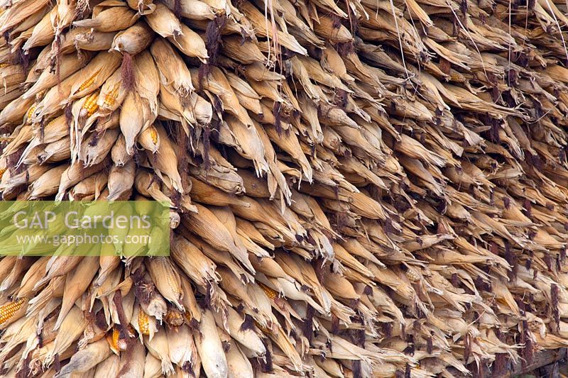Maize drying under the eaves, Ghandruk, Nepal. 