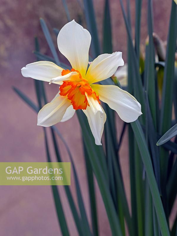 Narcissus 'Insulinde' - Daffodil 'Insulinde'