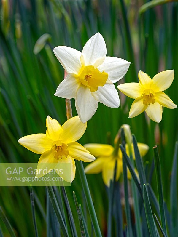 Narcissus 'Pueblo' - Daffodil 'Pueblo' 