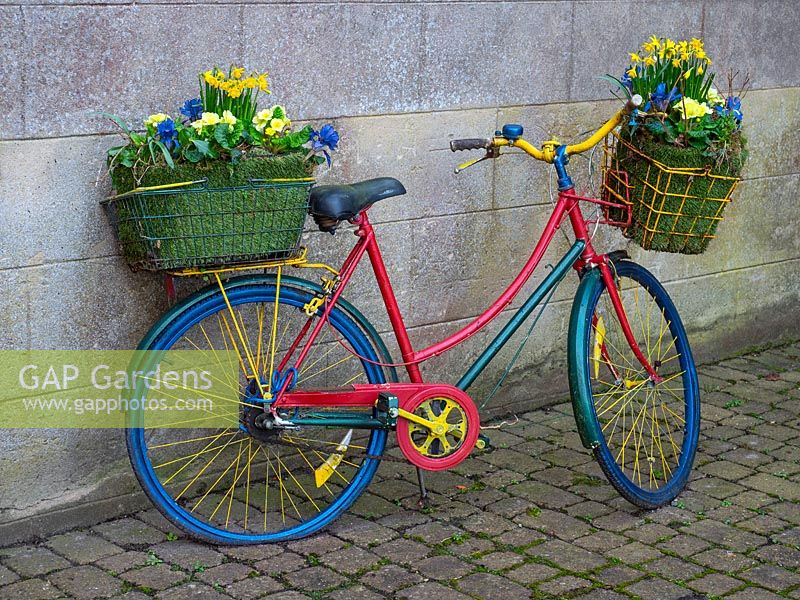 Painted bicycle with basket of daffodils and spring flowers. 