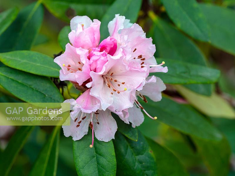 Rhododendron 'Christmas Cheer' 