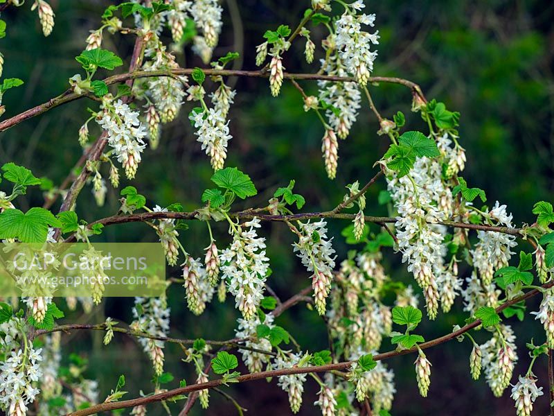 Ribes sanguineum 'Elkington's White' 