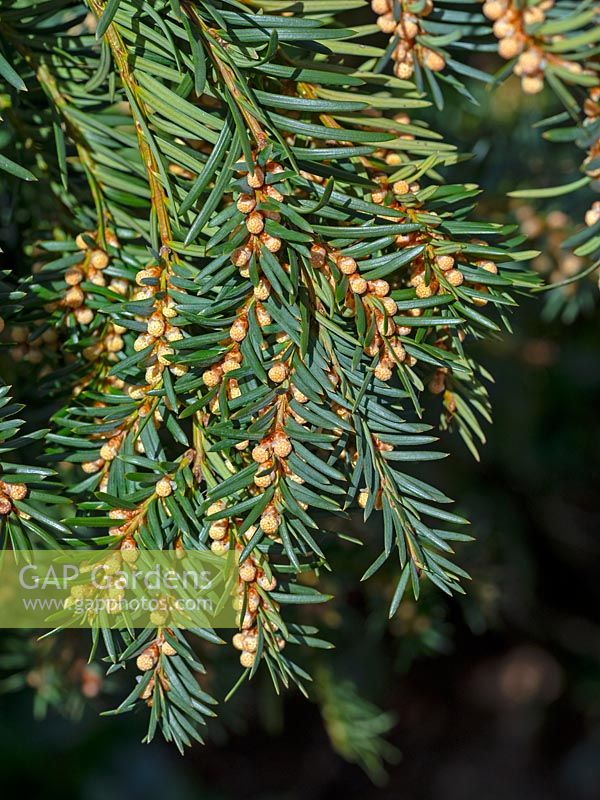 Taxus baccata - Yew flowers