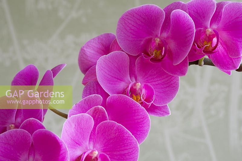 halaenopsis grandiflorum 'Pink' - moth orchid