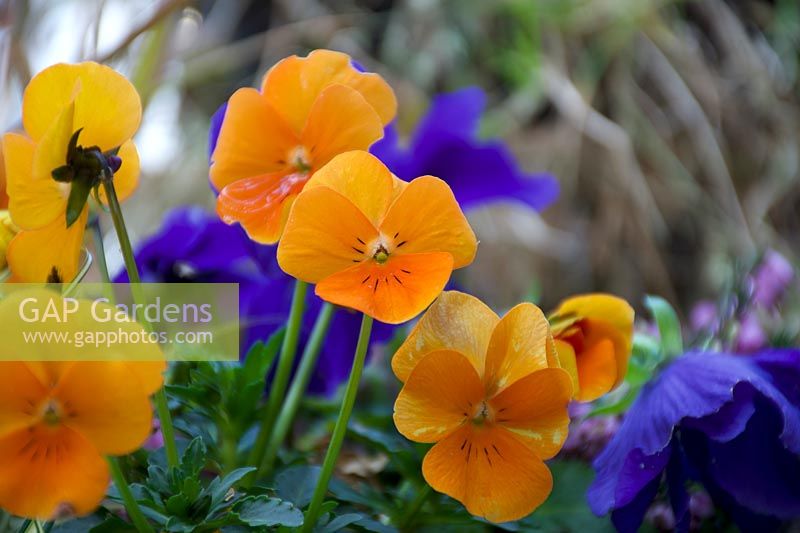 Viola cornuta - Pansies