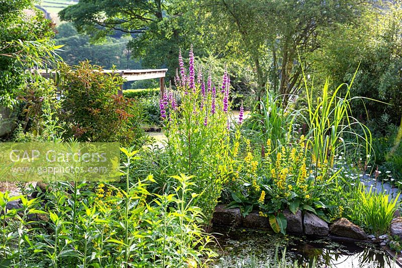A pond in a sunlit country garden planted with Lythrum salicaria and Lysimachia punctata.