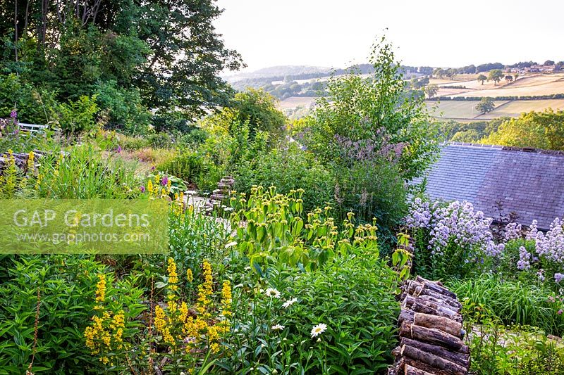 A naturalistic wildlife friendly country garden with views, planting includes: Lysimachia punctata, Leucanthemum vulgare and Phlomis fruticosa