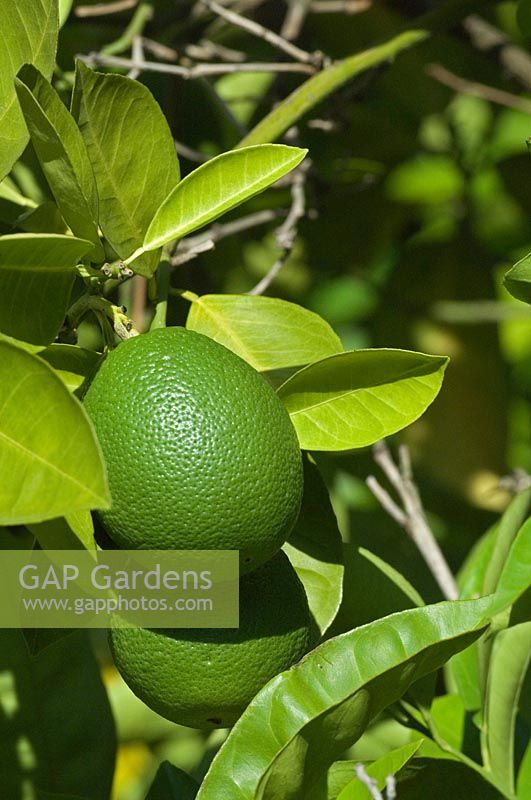 Citrus aurantifolia - Lime  