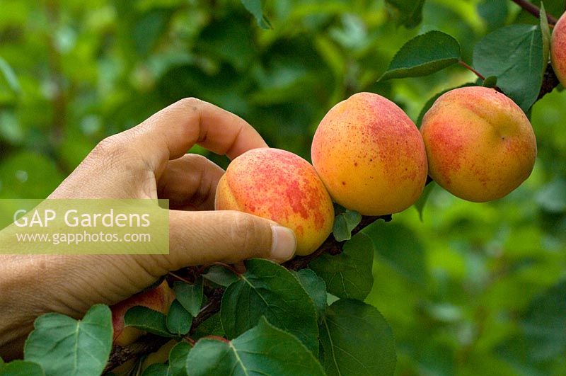 Picking Prunus armeniaca - Apricot - fruit from tree