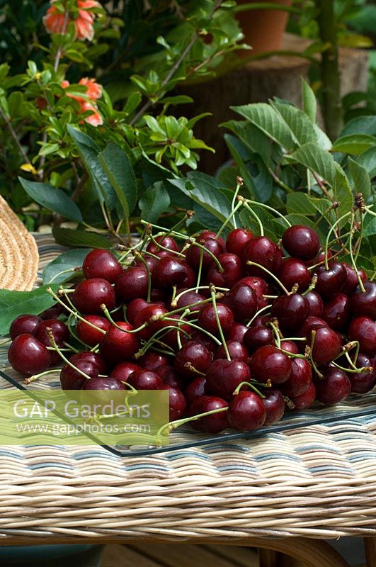 Glass dish of harvested cherries 