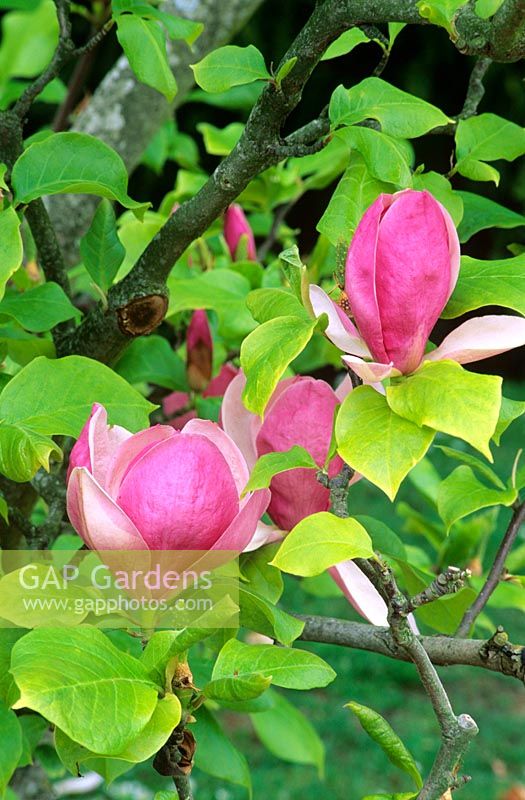 Magnolia x soulangeana - Saucer magnolia